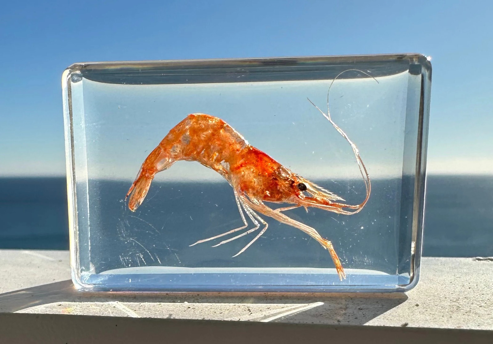 Shrimp Ecosphere: Create a Miniature Underwater Paradise Today