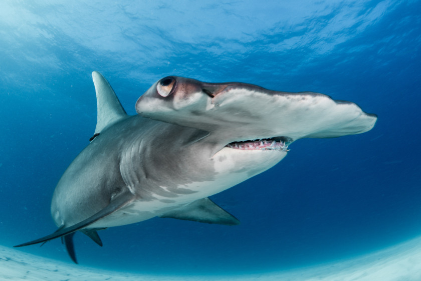 Palau Dive Holidays for Liveaboard and Resort Stays